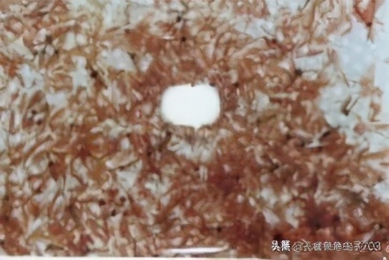 丰年虾的存活率为什么比较低,关于丰年虾的知识和讲解