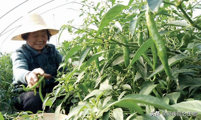 多菌灵对辣椒烂根有效果吗,辣椒烂果烂根图片和防治方法