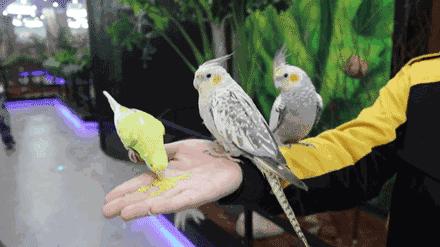 合肥动物园值得看的地方,合肥最好玩的动物园是哪