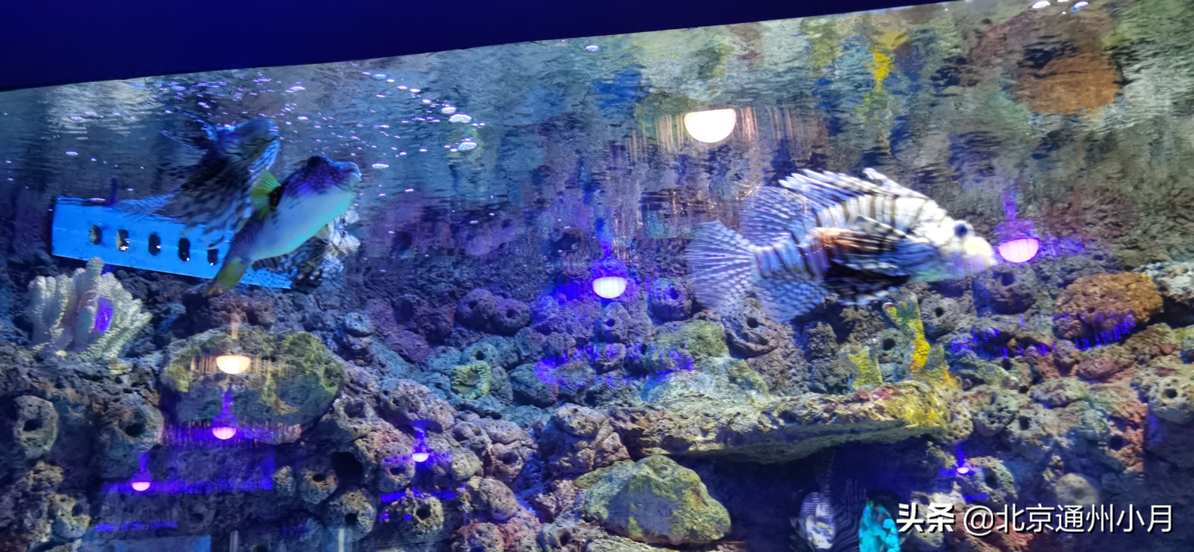 值得去看的海底世界,北京市海底世界门票多少钱