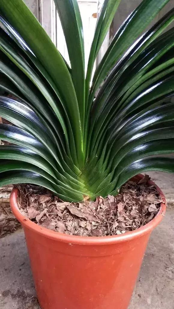 君子兰夹箭磷酸二氢钾怎么施肥,君子兰怎样管理才能够开花长得快