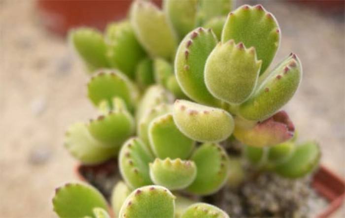 熊童子养好了会怎样,熊童子怎么养好活