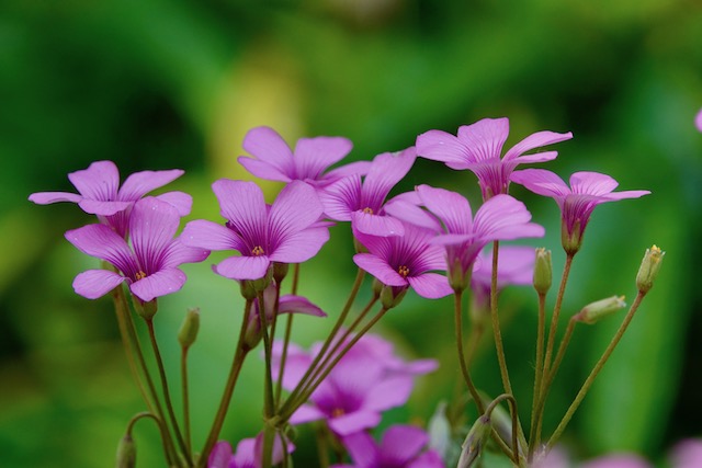 排病反应的中医解释,如何应对排病反应
