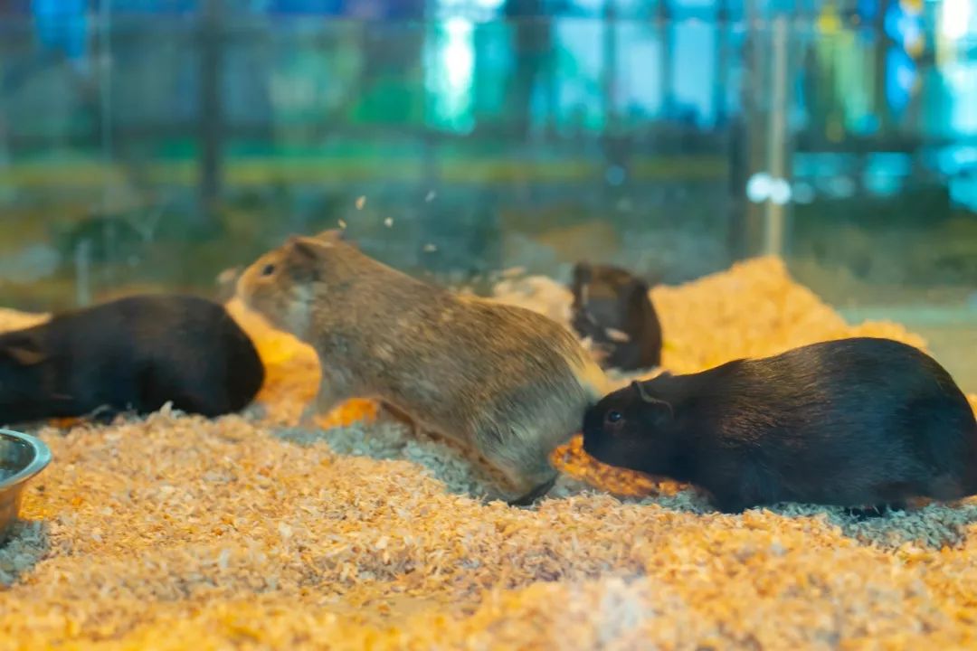 鏄嗘槑钀屽疇鍔ㄧ墿涓婚涔愬洯,鏄嗘槑瀹ゅ唴钀屽疇涔愬洯