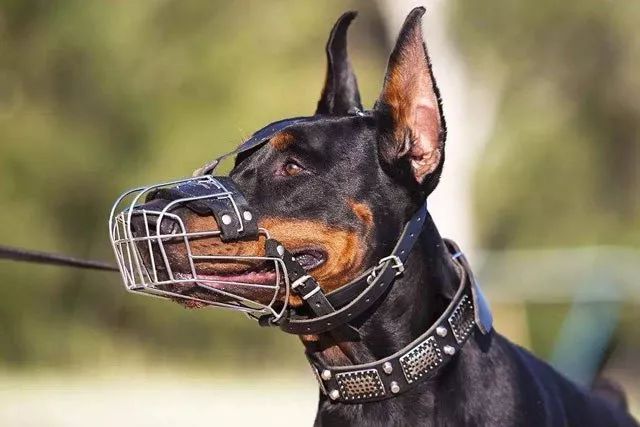 一晚毒杀19条狗狗,毒杀大批狗狗事件