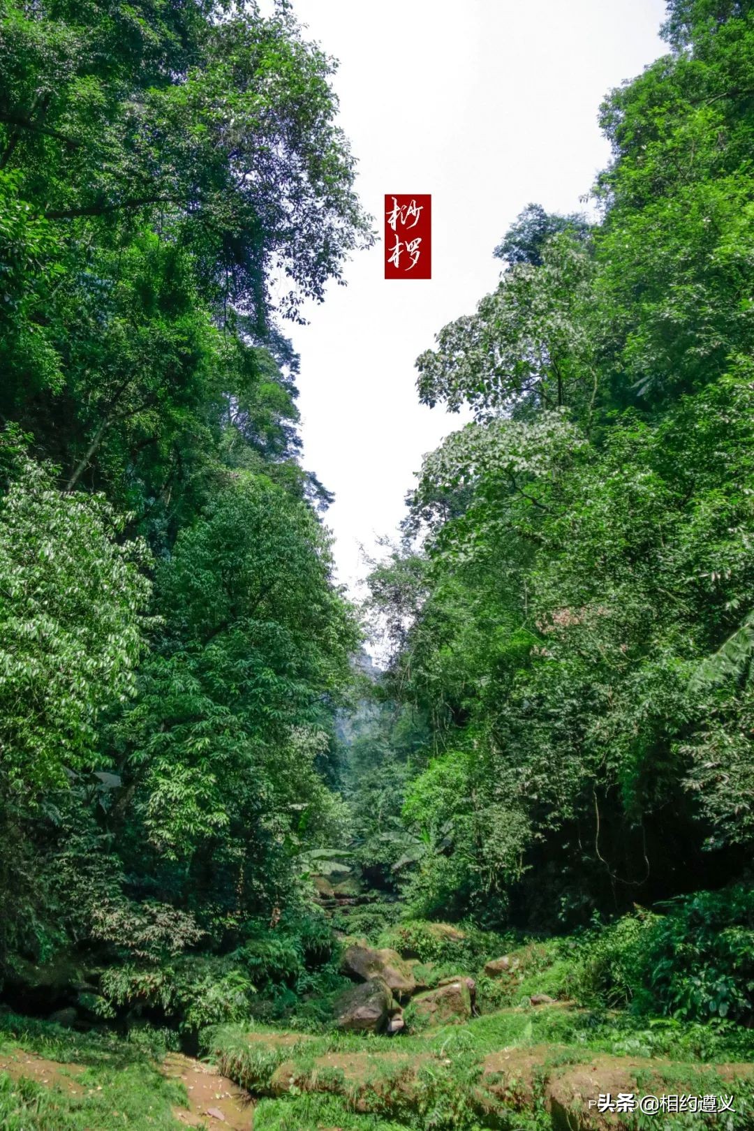 赤水大瀑布 侏罗纪公园 (世界唯一保留的侏罗纪原始公园)