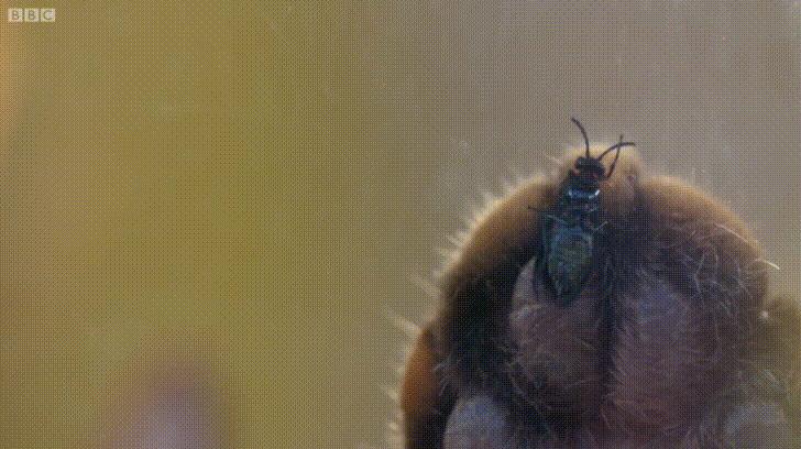 猫咪吃蟑螂该怎么教导,猫咪不小心吃了蟑螂怎么办