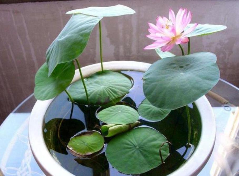 秋天养碗莲,水缸养什么植物碗莲