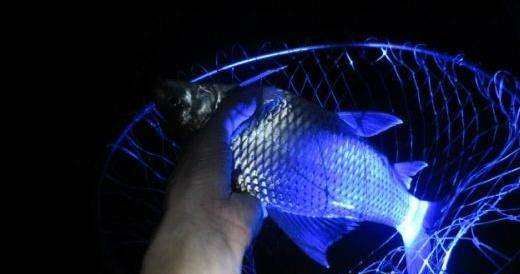 如何夜钓教程,如何夜钓及夜钓注意事项