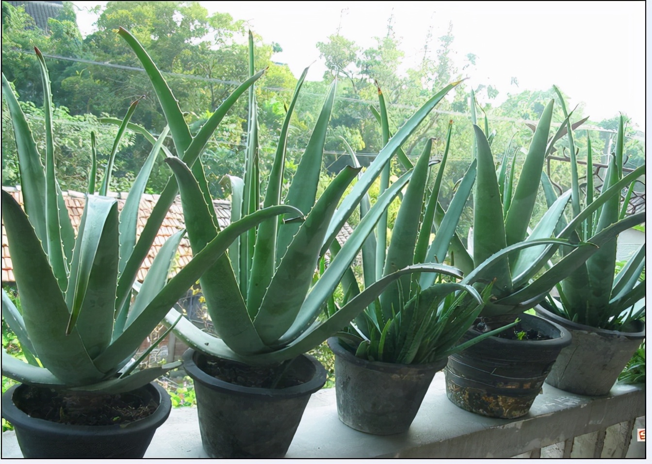 9种“健康花”,客厅一放,吸废气又高档,旺家更旺人