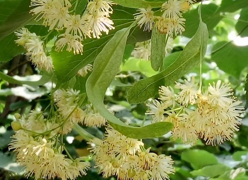 最有前景的5大苗木,彩色苗木有哪些品种