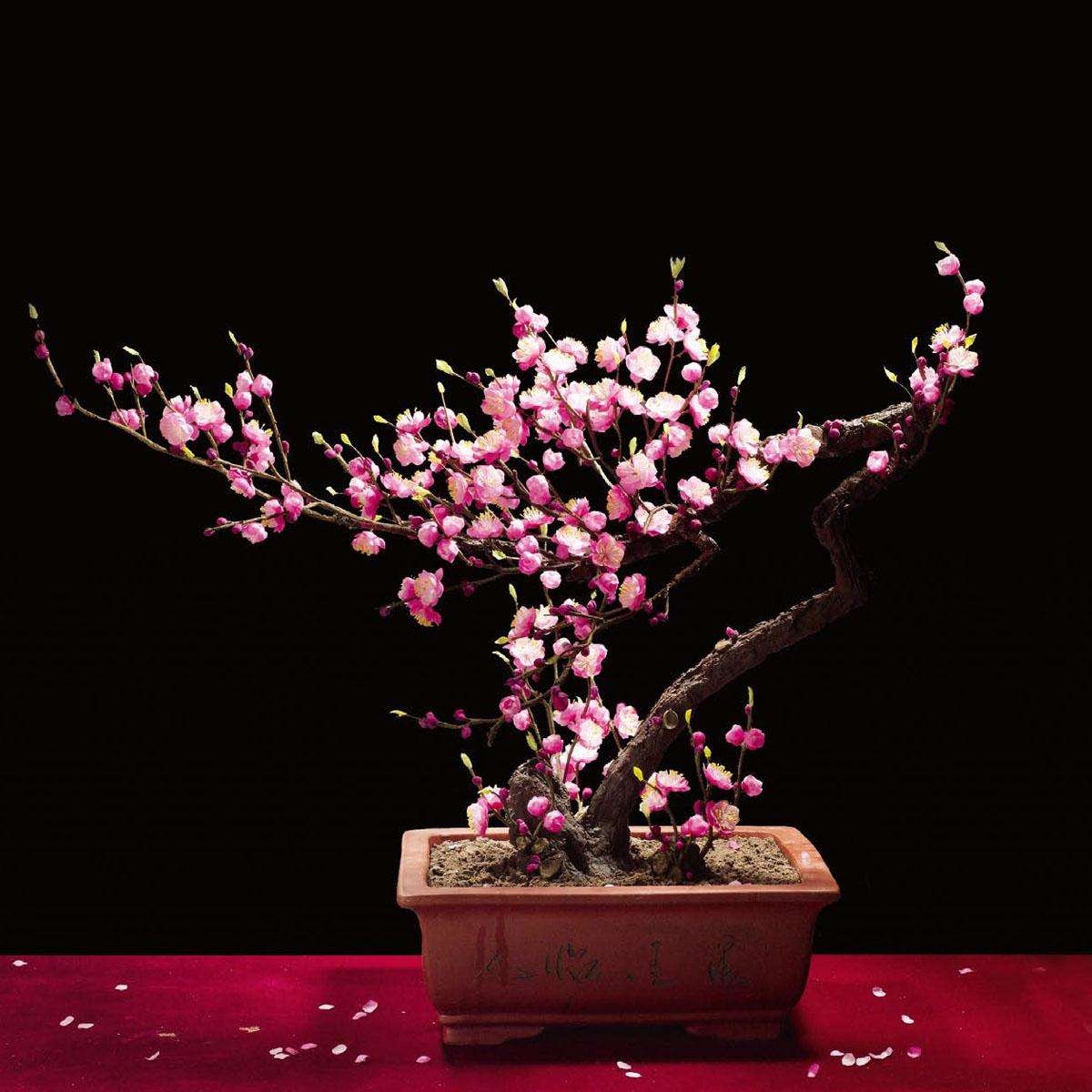 红梅多肉冬天最低多少度适合养,红梅冬天在院子里能过冬吗