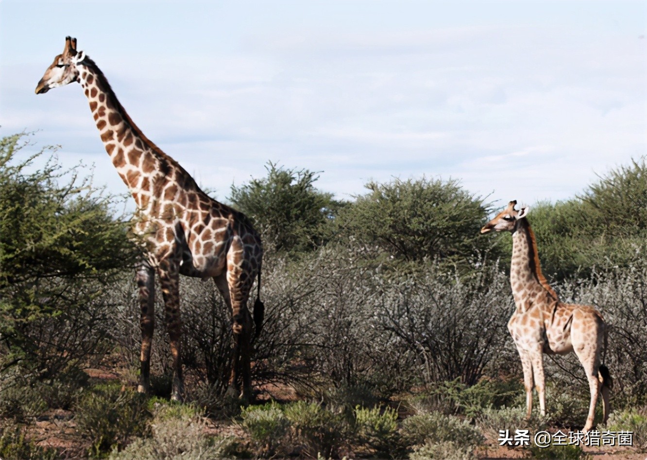 活久见的奇妙动物照片,活久见的神奇图片