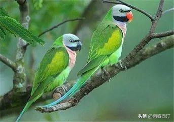 画眉鹩哥点颏都提成保护动物了,鹦鹉还能养吗?