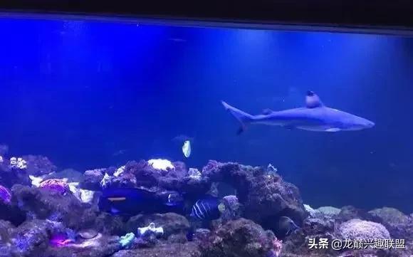 楸肩几濡傛璞皵,楂樼楸肩几椴ㄩ奔