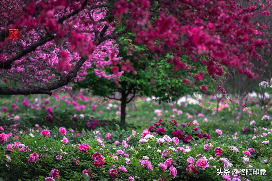 国花雍容华贵牡丹花,雍容华贵富贵牡丹