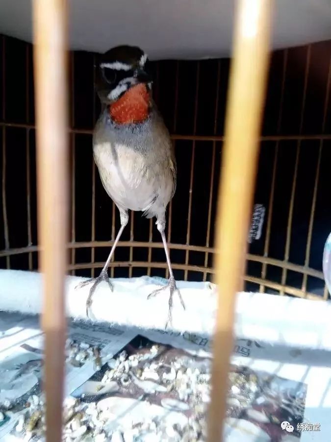 养靛颏用方笼好还是圆笼好,红点颏晚上闹笼