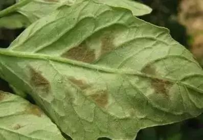 保护地栽培番茄容易出现哪些病害,春季露天番茄常见病害图及防治