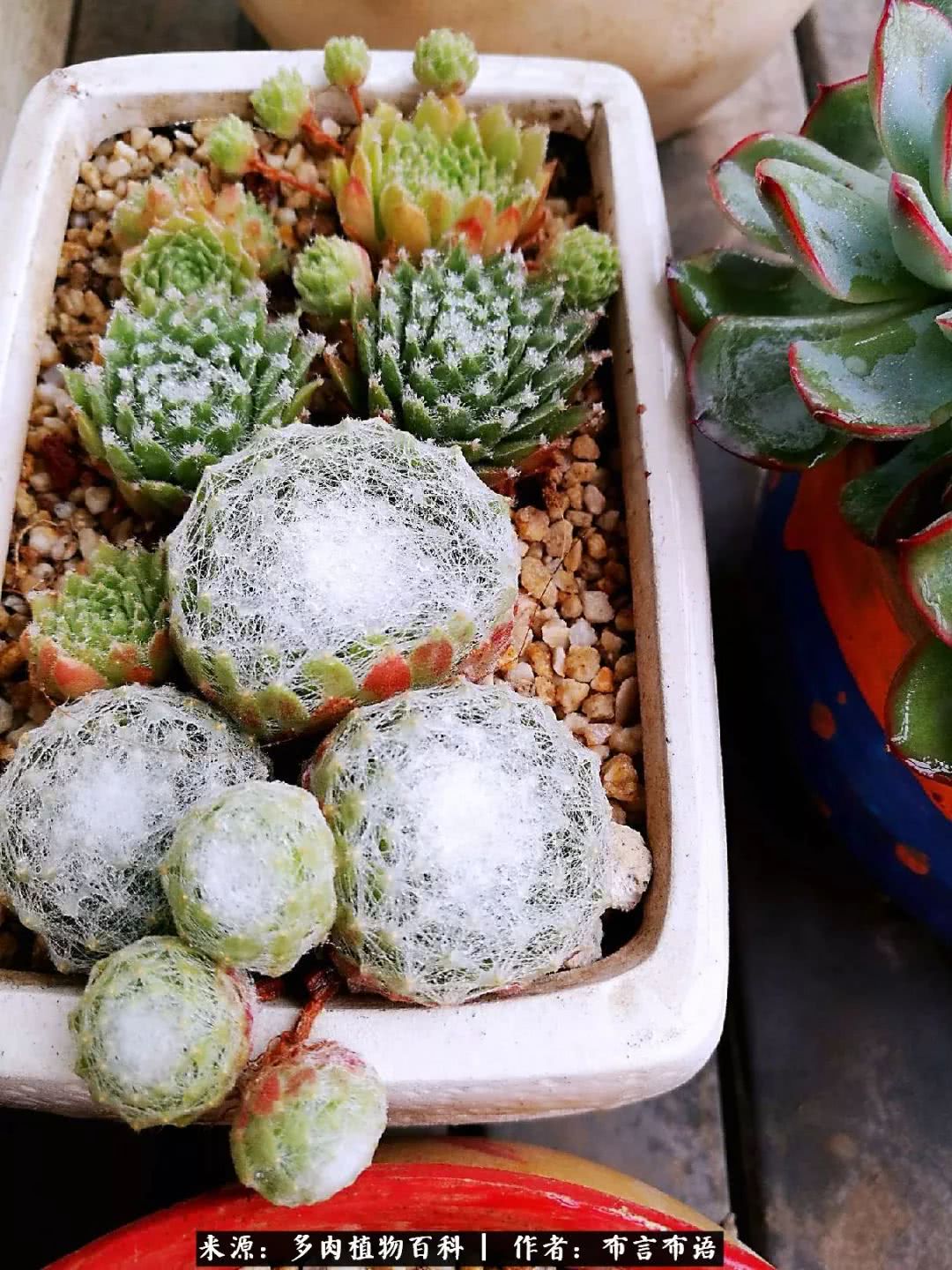 多肉的真实生活感悟,多肉的生活感悟