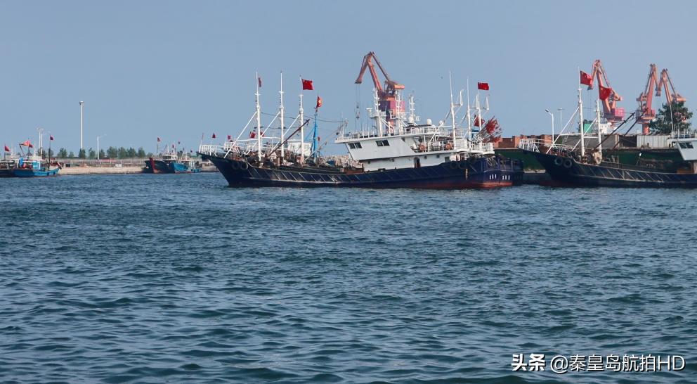 秦皇岛买海鲜去哪里?去码头便宜又新鲜,渔民:船靠岸就被抢光