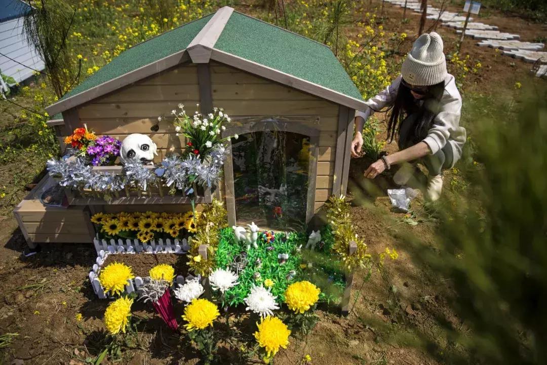 宠物经济正当时：有人喊爱宠儿子女儿，有人花数万买巴掌大墓地