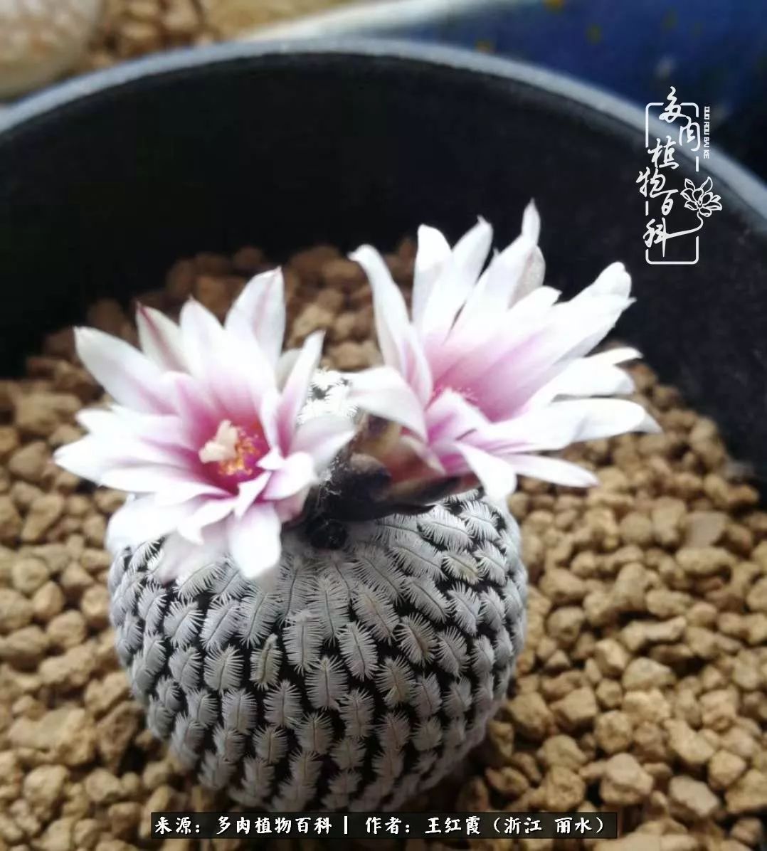 仙人球春天露养条件,仙人球露养条件