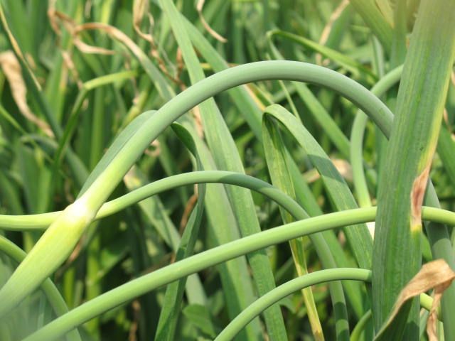 香柔的蒜苗（苔）你服谁的软？