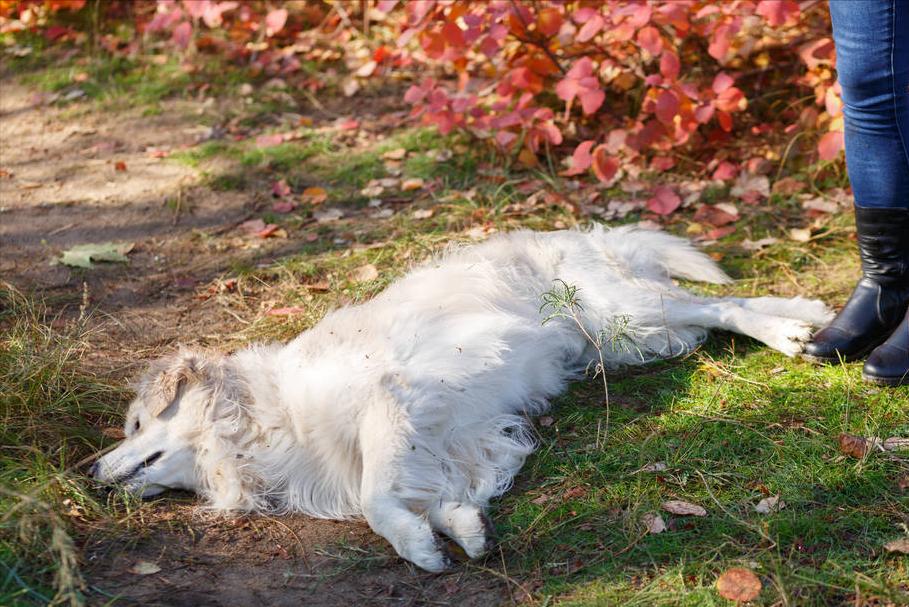 狗狗去除跳蚤蜱虫妙招,家用杀虫剂可以给狗狗喷杀跳蚤么