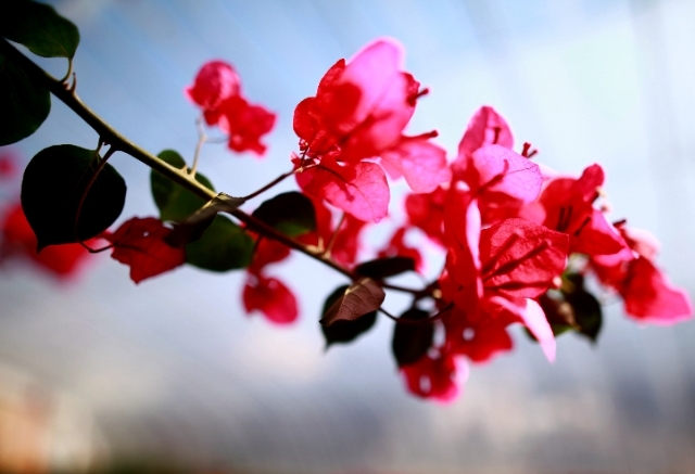 美丽的大连风景区,美丽的大连金州湾