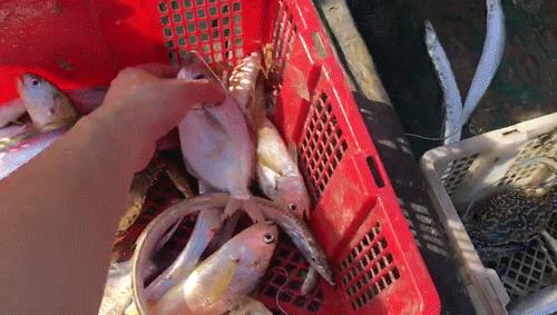 潮汕阿嫲土特产,潮汕应季热卖海鲜