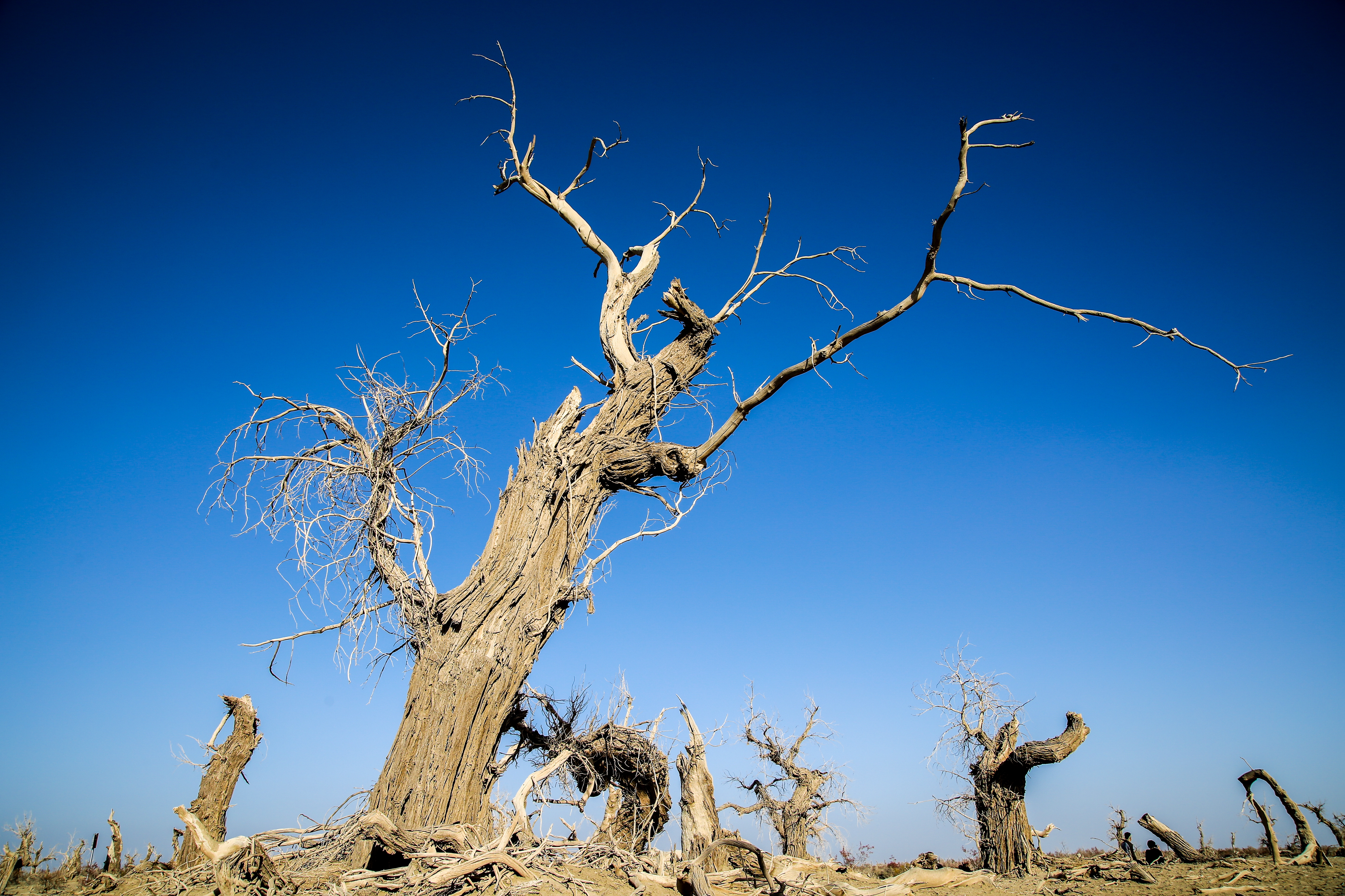 新疆南疆的胡杨,新疆沙雅胡杨林