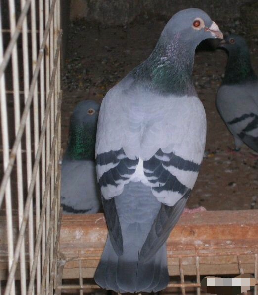 散尾鸽子能飞吗,散尾巴的赛鸽能淘汰吗