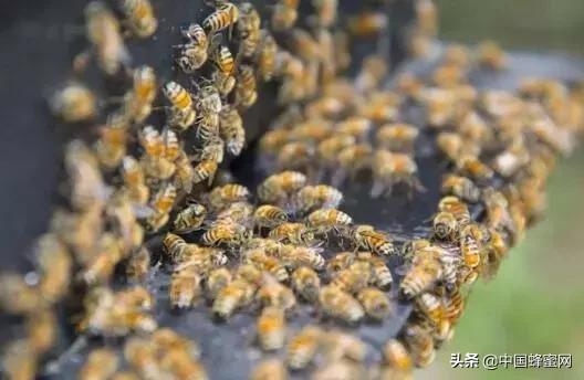 卖蜂蜜挣钱么,卖蜂蜜发家致富