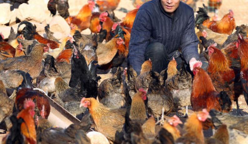 鸡组织型滴虫病,鸡组织性滴虫病怎么得的