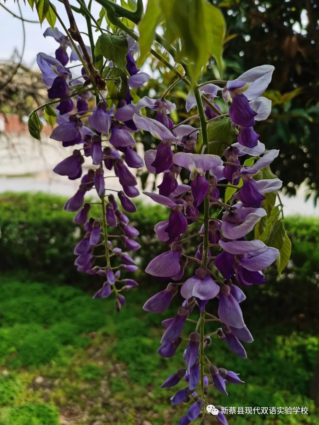 新蔡现代双语实验学校,新蔡县现代双语实验学校老照片