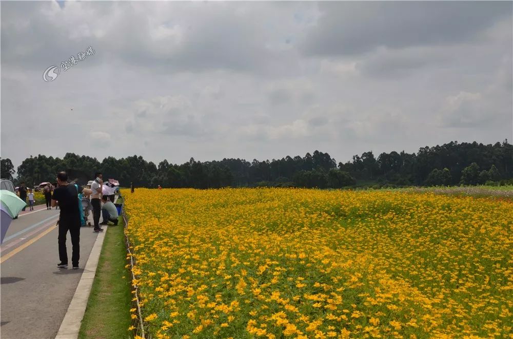 成都空港花田什么时候去最好看,双流空港花田这两天去好耍不