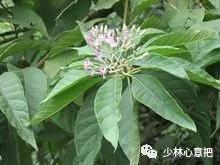 中药药材大全及功效,补肾中药大全及功效