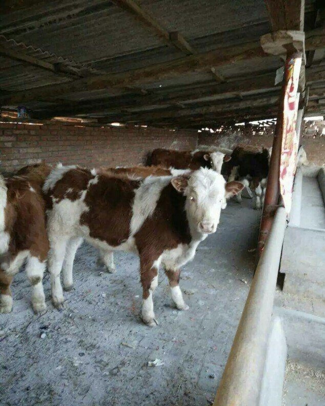 牛病治疗大全书籍,牛病治疗大全视频