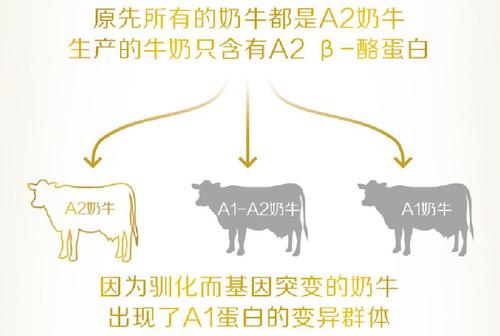 A2-β酪蛋白是什么？为何A*奶2**粉如此金贵？带您了解它的独特
