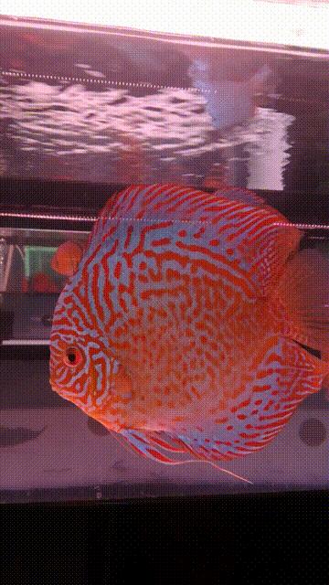 新手养七彩要注意什么,养七彩前期准备