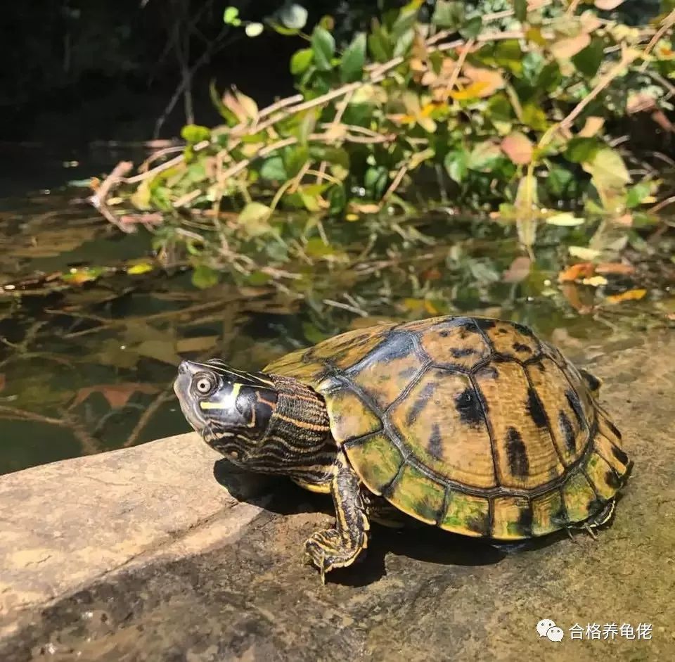 养龟健康,养龟日常永远不要跟别人解释自己