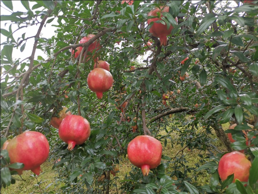 云南建水酸石榴皮薄多汁,建水县老树酸甜石榴
