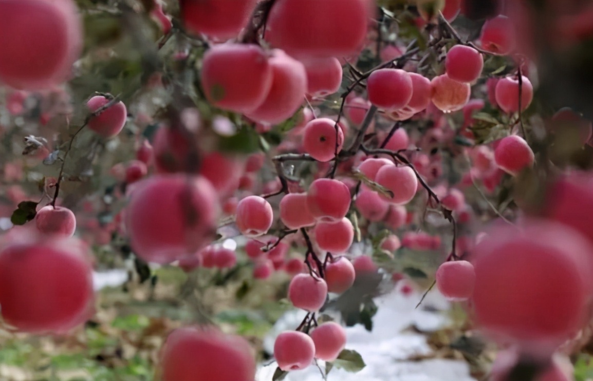 苹果正红景正美!在最甜的时候看最美的运城!