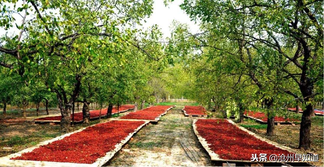 闻名遐迩的沧州，神奇的土地看得见的美！想不想一起更了解狮城呢