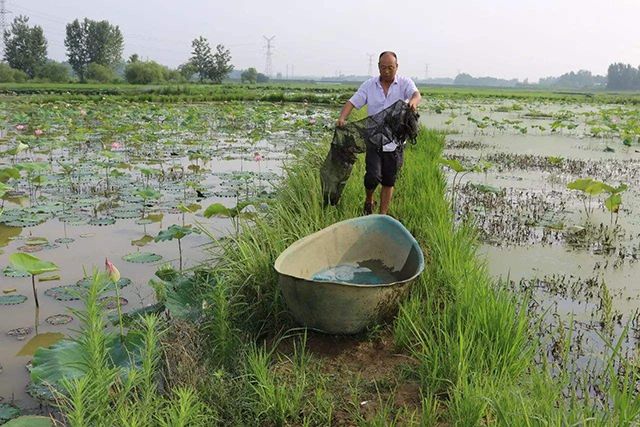 小龙虾不长个,养殖小龙虾不退壳怎么办
