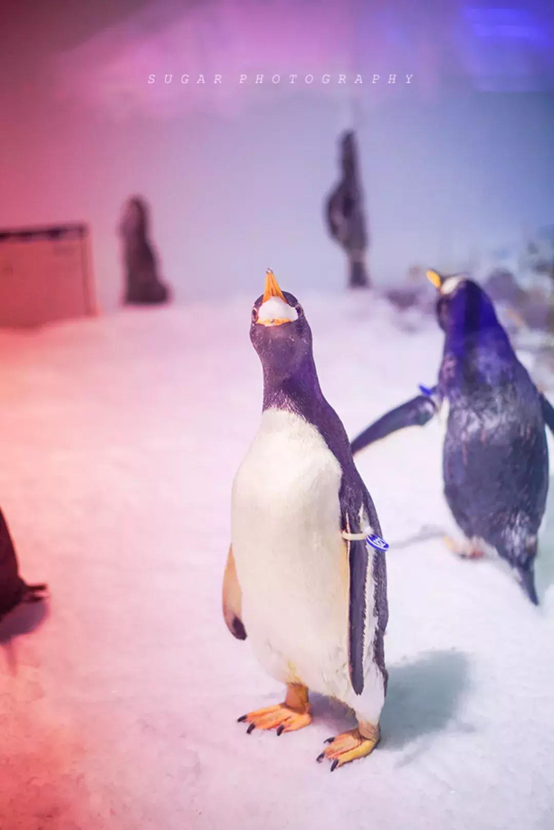 「亲子游」与万千海洋动物一起，夜宿探索极地海洋之美