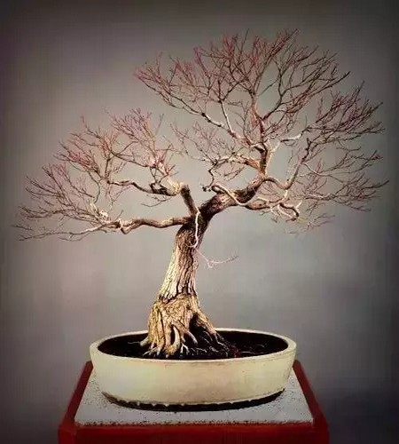 附石悬崖式罗汉松盆景图片,附石罗汉松造型图片