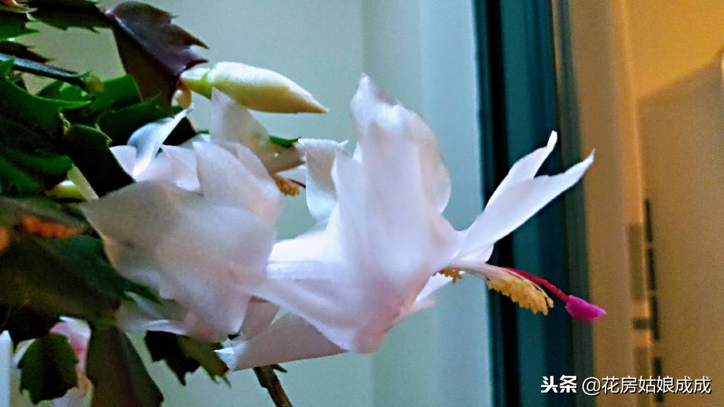 蟹爪兰花谢了后怎么养,蟹爪兰花谢后养殖方法