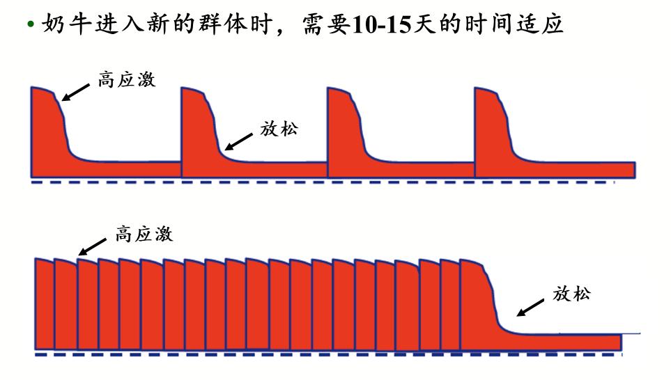小奶牛出生全过程,牛宝宝是怎么出生的