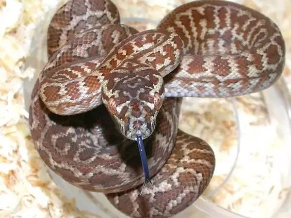 来自树梢上的艳丽-地毯蟒